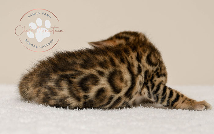 Bengal kitten for sale